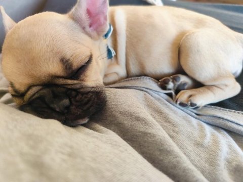 French bulldog 2 aylık