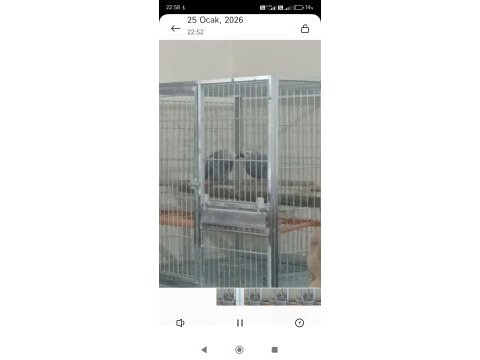 Süper çift jako papağanı