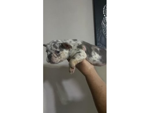 French bulldog lilac merle tan isabella carrier