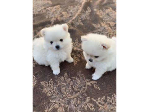40 günlük pomeranian yavrular
