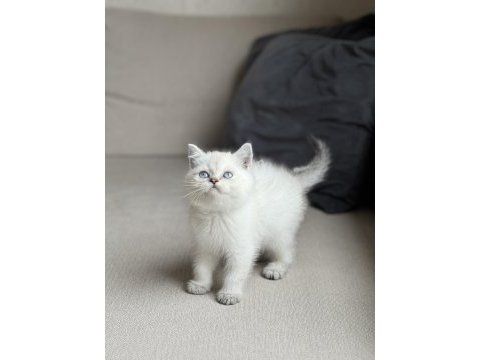 Irk garantili british shorthair yavrum