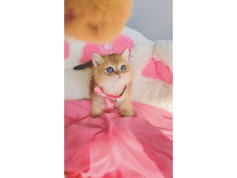 Scr’li anne babadan golden brıtısh shorthair bebeğim 