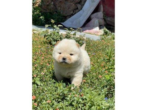 Resim gibi chow chow yavrularımız