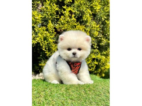 A kalite orjinal ırk pomeranian