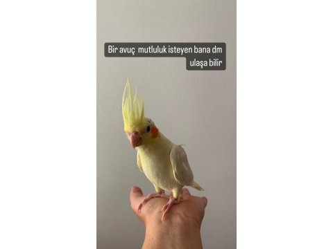 Ele alışkın ısırma bilmez sultan papağanı