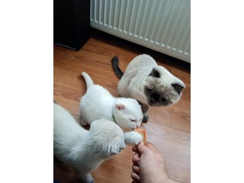 Scottish fold yavrularımız yeni sahibini arıyor