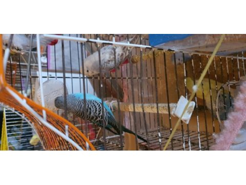 Yetişkin harika kuşlar eşe atılabilir