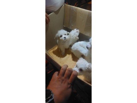 Sevimli bebekler maltese terrier