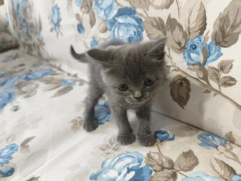 British shorthair yavrular