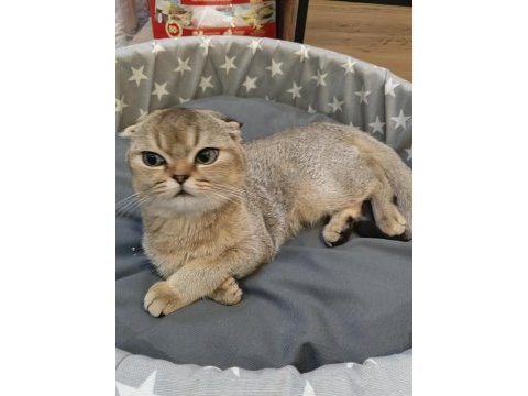 Scottish fold yavru