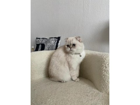 Beyaz scottish fold