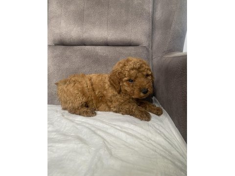 Mini boy maltipoo erkek yavrum