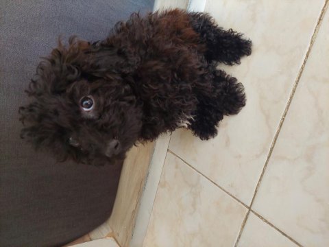 Toy poodle siyah 4 aylık dişi