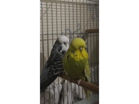 Show jumbo muhabbet kuşu çifti