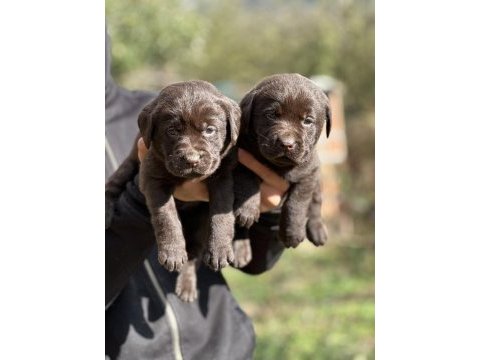 Safkan şecereli labrador yavrularımız (şampiyon soy)