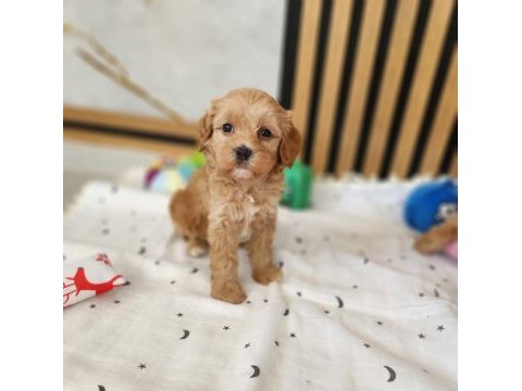 Maltipoo  yavrularımız 