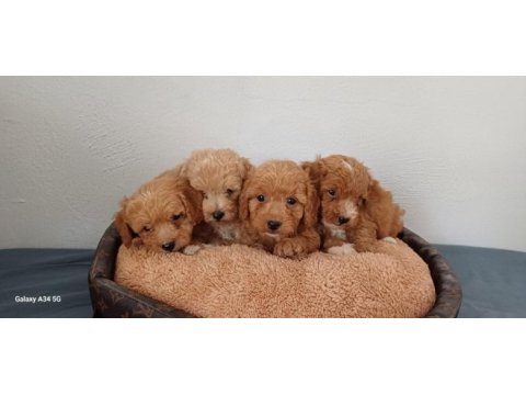 Maltipoo yavru