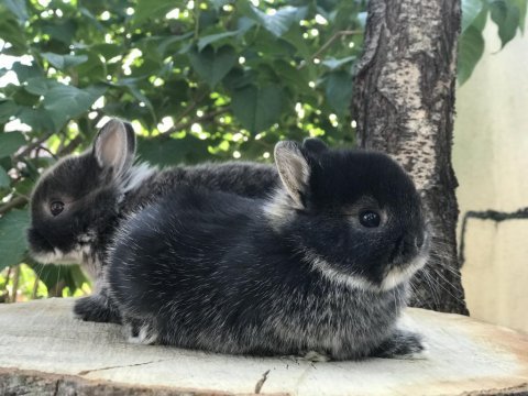 Orjinal safkan cüce bebeklerimiz tavşan