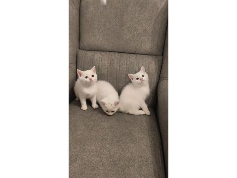 British shorthair bebekler