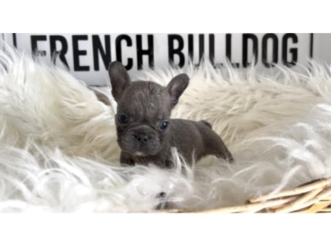 Blue french bulldog yavrum