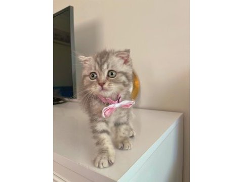 Yavru scottish fold