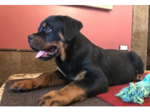 Rottweiler @ppuppypawbodrum