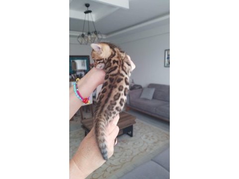 Saf kan yavru bengal kedisi