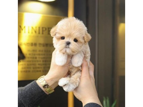 Korean toy poodle yavrularım