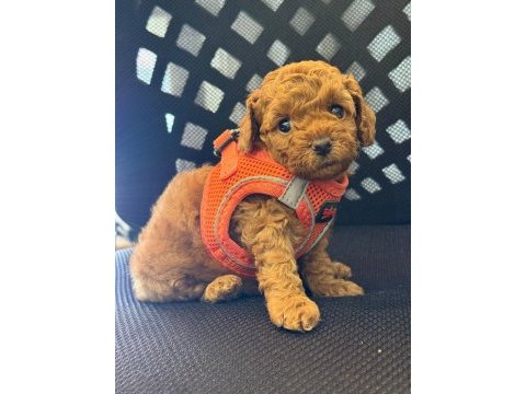 Toy poodle red yavru