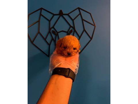 Gerçek micro teacup poodle bebekler