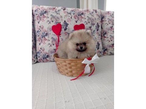 1 erkek ve 2 dişi pomeranian boo yavrular