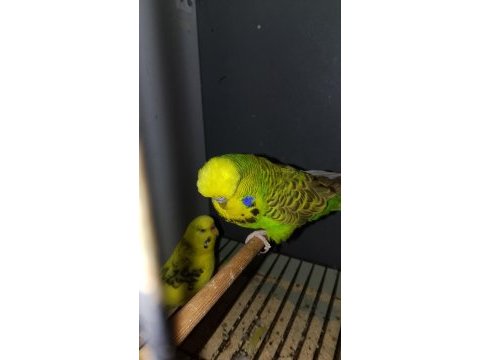Çift damızlık show jumbo takım kuşumuz