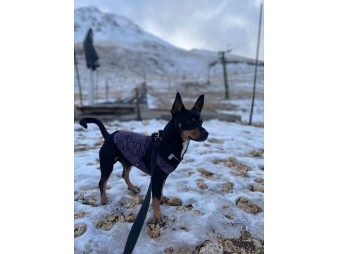 Köpeğimize dişi eş arıyoruz antalya