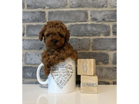Toy poodle yavrular