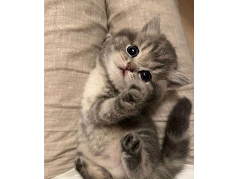 Minnak scottish fold yavrularımız