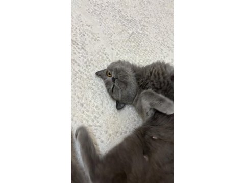 British shorthair dişi