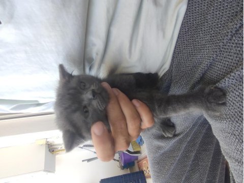 Canım british shorthair bebeklerim