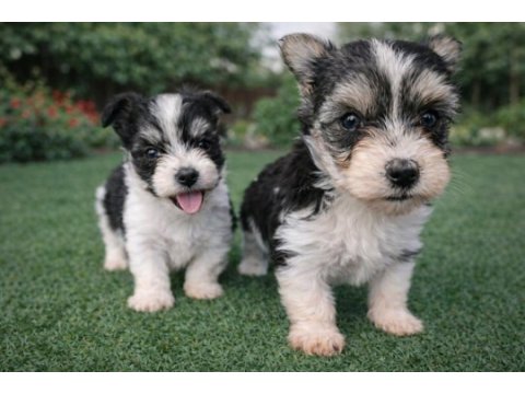 Mini ırk maksimum sevgi morkie yavrular