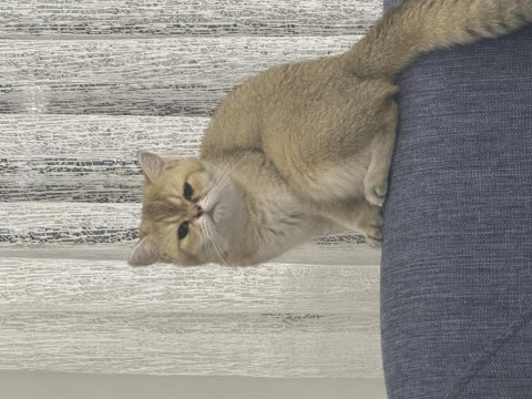 1.5 yaşında british shorthair dişi kedimizi ücretsiz