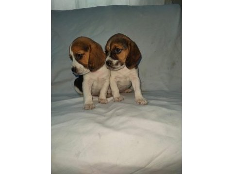 Sevimli ve oyuncu beagle yavrularımız.