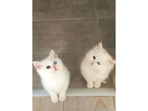 Çok nadir bulanan pofuduk yavru kedimiz