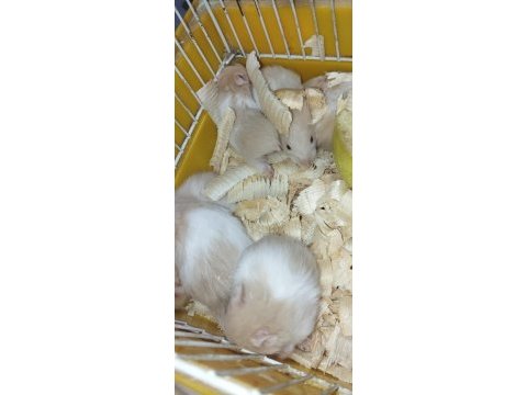 Bebek teddy syria hamster