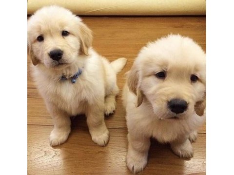 Dişi ve erkek golden retriever bebeklerimiz