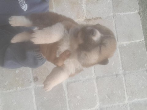 Akita dişi hachiko