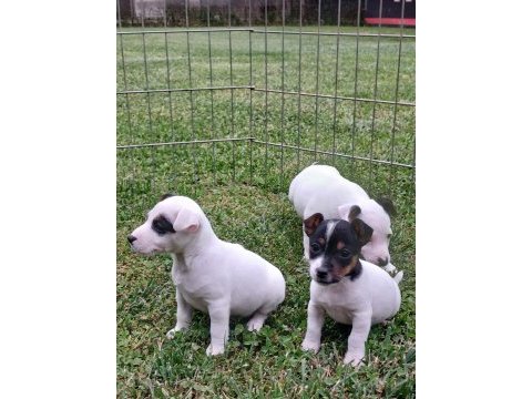 Akkuş üretim çiftliğinden jack russell yavruları