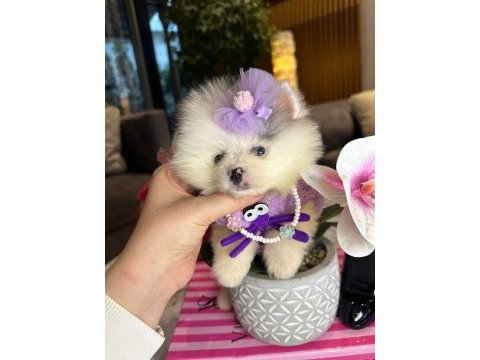 Mutluluk getirecek yavru köpekler sizi bekliyor