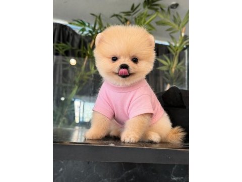Orjinal pomeranian boo 