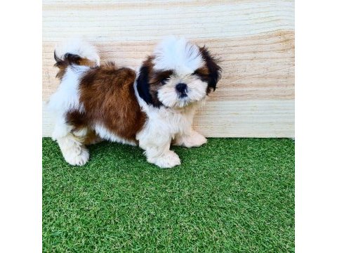Irk garantili shih tzu yavruları
