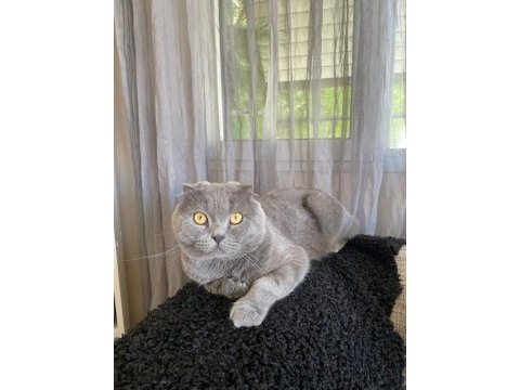 2 yaşında tüm aşıları tam scottish fold
