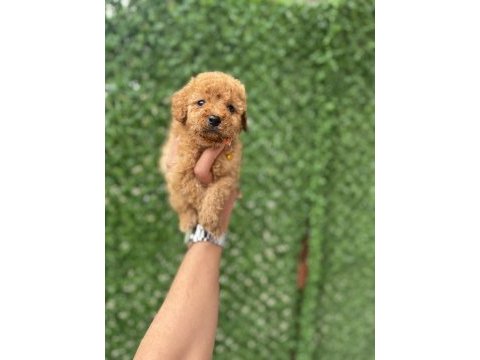 Zeka ve zarafetin poodle yavruları